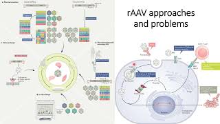 rAAV recombinant Adeno Associated Virus Strategies and Problems Code 274 [upl. by Sissel]