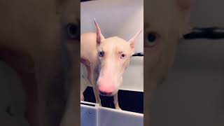 Albino doberman being a drama queen😂😍 [upl. by Vigen]