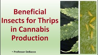 Beneficial Insects for Thrips in Cannabis Production [upl. by Obe]