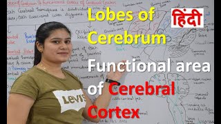 Lobes of cerebrum  Functional areas of Cerebral cortex in Hindi [upl. by Jessi]