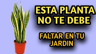 COSAS QUE DEBES SABER DE LA PLANTA quot LENGUA DE SUEGRAquot Sansevieria [upl. by Lyrradal]