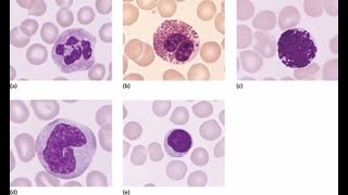 الحلقة الخامسة من سلسلة الفحوصات الطبية  كريات الدم البيضاء وحيدة الخلية Monocytes [upl. by Krucik]