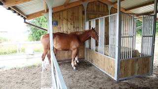 Un abri chevaux 4 en 1  LEquistation de Cheval Liberté [upl. by Alyek664]