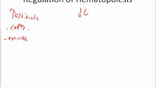 Hematopoiesis and Erythropoiesis [upl. by Timmy2]