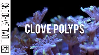 Care Tips for Clove Polyps [upl. by Pepillo]