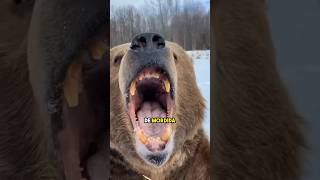 Gorila Macho Plateado vs Oso Grizzly animalfacts silverbackgorilla [upl. by Anrev]