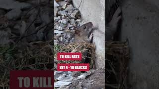 Use Eratication Rodent Bait to Eliminate Your Rodent Infestation [upl. by Esaele]