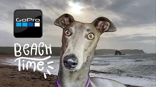 GREYHOUND runs and plays on Devon beach wearing GO PRO camera [upl. by Areis]