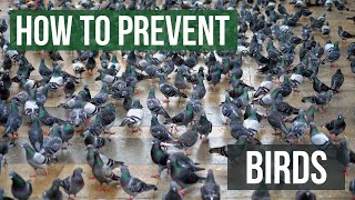 How to keep birds away from your building or property [upl. by Chancelor]