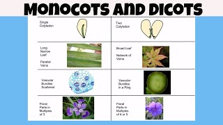 Difference between monocot vs dicot plants [upl. by Nowahs440]