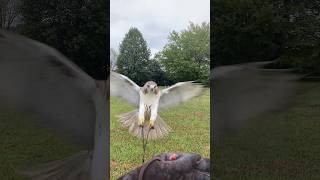 My first falconry bird Augusta flying the full length of the creance before free flying falconry [upl. by Acilef]