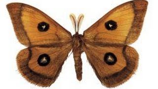 A List of Various Types of Moths With Stunning Pictures [upl. by Stubstad]