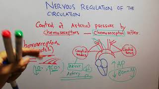 CVS physiology 126 Role of chemoreceptors control of arterial pressure carotid body [upl. by Risa]