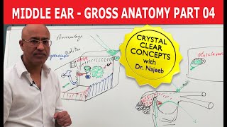 Middle Ear  Gross Anatomy  Part 49 [upl. by Ayanahs]