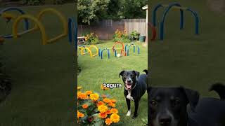 Jardines seguros para perros mascotas paramascotas [upl. by Attevaj149]