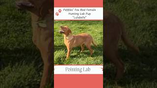 Lulabelle the Hunting Lab huntingdog huntinglab labpuppies [upl. by Stanhope650]