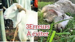 3 Grosses erreurs à éviter en élevage de moutons et chèvres Toro Agbet [upl. by Gwendolen]