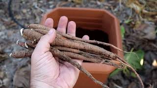 Planting Mandrake Roots  Mandragora Officinarum Roots [upl. by Tellford]