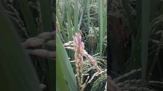 Oryza sativa ll paddy crop ll short youtubeshorts shortvideo [upl. by Neill]