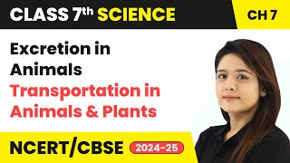 Excretion in Animals  Transportation in Animals and Plants  Class 7 Science Ch 7  CBSE 202425 [upl. by Alleb]