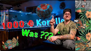 1000€ Koralle  Ja wir haben es getan wir schauen sie uns gemeinsam an teuerste Korallen Bestellung [upl. by Fryd921]