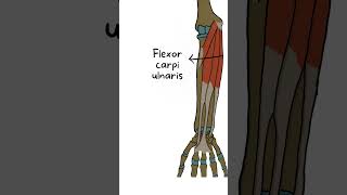 Palmaris Longus Muscle Anatomy in 60 Seconds anatomy medvidsmadesimple anatomyseries shorts [upl. by Eahc]