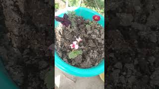 Bellis Perennis Daisy beautiful red flowers plant care cutting flowers houseplant nature [upl. by Zehcnas]