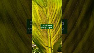 Musa Bengal Tiger is here  Awesome foliage banana plant garden tiger youtubeshorts [upl. by Hertberg517]