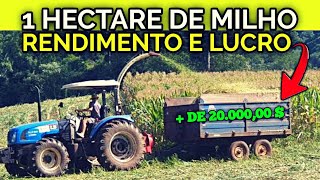 Veja o Rendimento de 1 hectare de silagem de milho LUCRO E GASTOS [upl. by Susette]