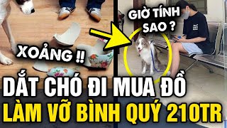 Dắt thú cưng ĐI MUA ĐỒ chủ XỊT KEO khi chú chó XÔ ĐỔ 3 BÌNH GỒM trị giá hơn 200 TRIỆU  Tin 3 Phút [upl. by Nnaegroeg]