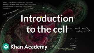 Introduction to the cell  Cells  High school biology  Khan Academy [upl. by Anazraf]