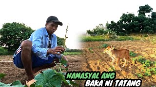 VLOG170NALALANTA ANG MGA SITAW KELANGAN AGAPANPUMASYAL ANG BAKA NI TATANG [upl. by Litch]