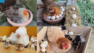 Hatching Chicken Eggs Naturally  natural chicken egg hatching process [upl. by Eatnuhs]