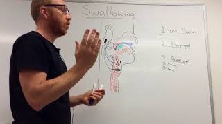 SWALLOWING OR DEGLUTITION  ANATOMY AND PHYSIOLOGY [upl. by Smoot419]