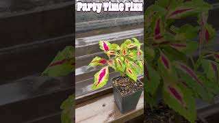 You Can Grow Coleus As An Indoor Plant shorts [upl. by Stets]