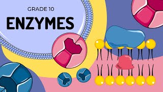 ENZYMES  An introduction to their structure and function [upl. by Illona]