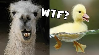 THE MOST STUPID GAME EVER  Llama or Duck [upl. by Arley]