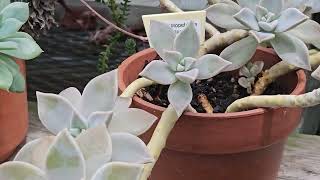 GRAPTOPETALUM PARAGUAYENSE GHOST PLANT SUCCULENT [upl. by Gerstner644]