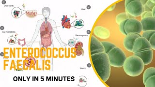 enterococcus microbiology lecture enterococcus faecalis Easy Microbiology [upl. by Alaet288]