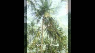 Mother palm selection in Coconut TNAU [upl. by Eillim]