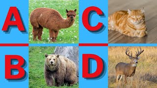 ABC Animals For Kids  Learn Alphabet with Animals For Kids and Toddlers kiddies abcanimals [upl. by Asseral]