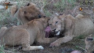 Daughters Of The Mapogo Lions  Rebuilding The Othawa Pride  58 Warthog For Dinner [upl. by Hunt939]