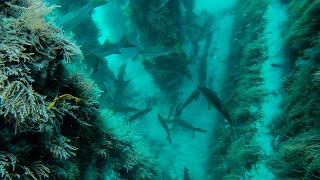 Diving A Bridge Filled With Giant Fish  Spearfishing Catch and Cook [upl. by Godart]