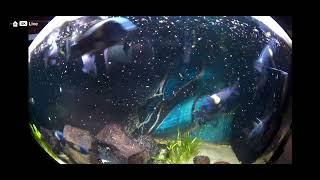 Tropheus Duboisi Feeding Time [upl. by Pfeifer]