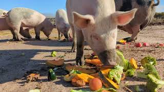 The Visually impaired piglets get a special fresh fruit and vegetables breakfast twice a week [upl. by Eirallam]