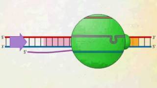 mRNA Synthesis Animation Video [upl. by Akiehsal]