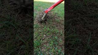 Get The Fastest Grass Seed Germination grass lawn seeds fall renovation lawncare [upl. by Dominik730]