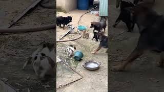 mother dog and baby dogs are fighting with a snake [upl. by Patrick]