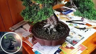 Rinvaso ginepro bonsai [upl. by Yuhas]