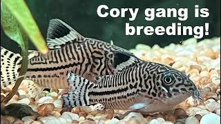 Corydoras Julii catfish are breeding in community tank [upl. by Ekralc]